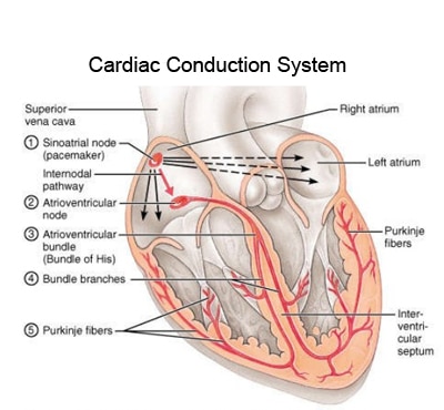 heart conduction